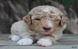 Standard Poodle dogs for sale: Standard Poodle 8 puppies - Image 4