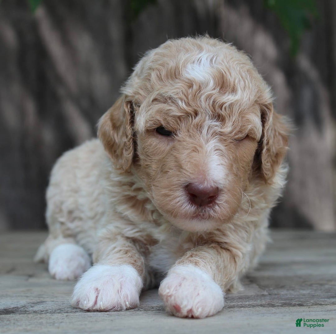 Standard Poodle dogs for sale: Standard Poodle 8 puppies - Image 4