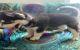 Pomsky dogs for sale: Reggie - Image 6