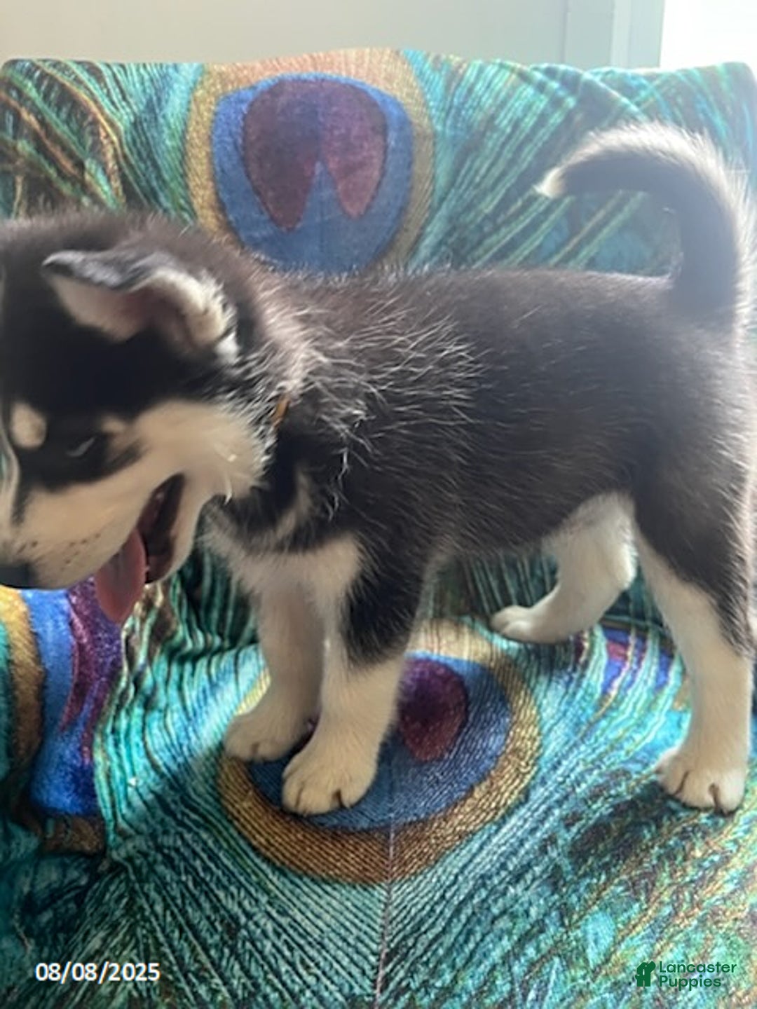Pomsky dogs for sale: Reggie - Image 6