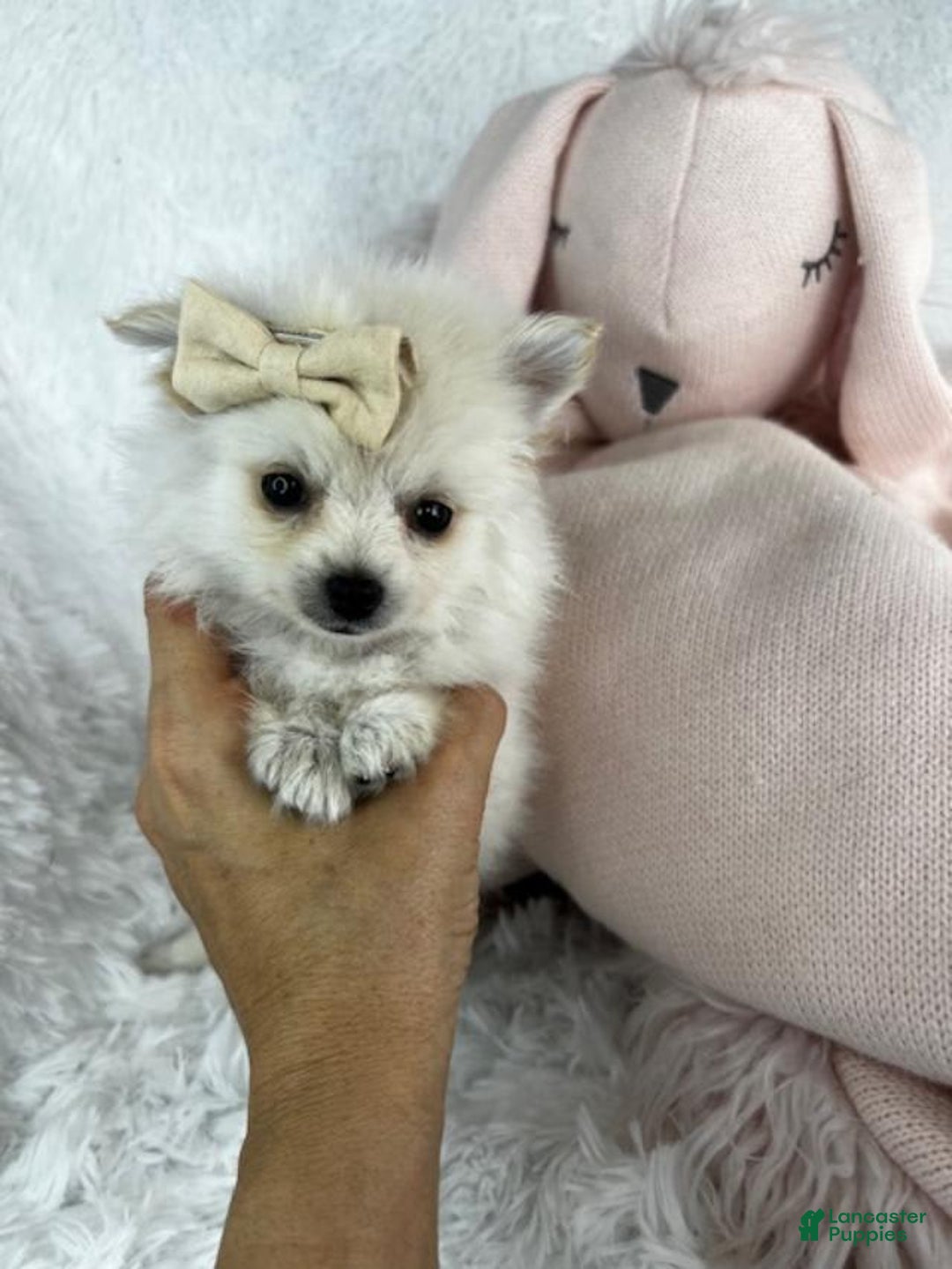 Pomeranian dogs for sale: Princess - Image 2