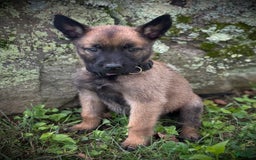 Belgian Malinois dogs for sale: Olivia - Image 2