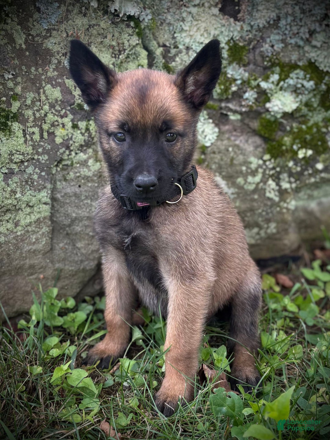 Belgian Malinois dogs for sale: Olivia - Image 2