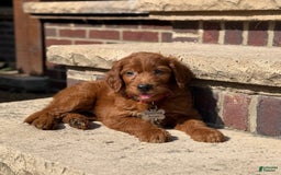 Goldendoodle dogs for sale: Charlie - Image 4