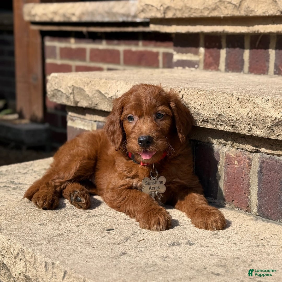 Goldendoodle dogs for sale: Charlie - Image 4