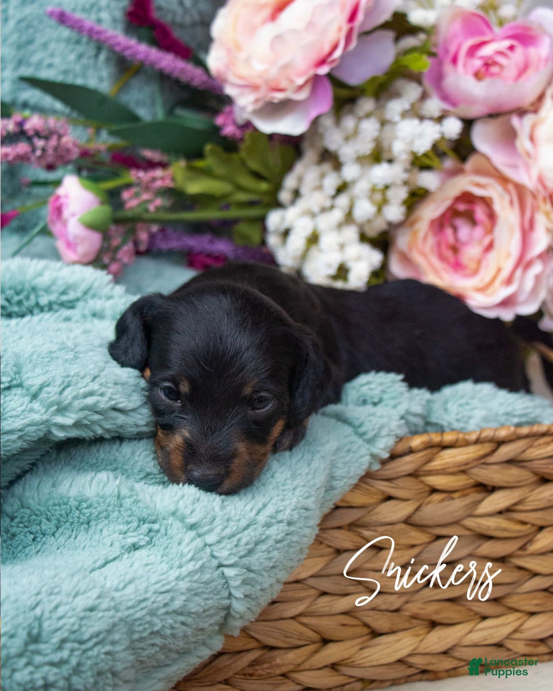 Doxiepoo dogs for sale: Snickers - Image 1