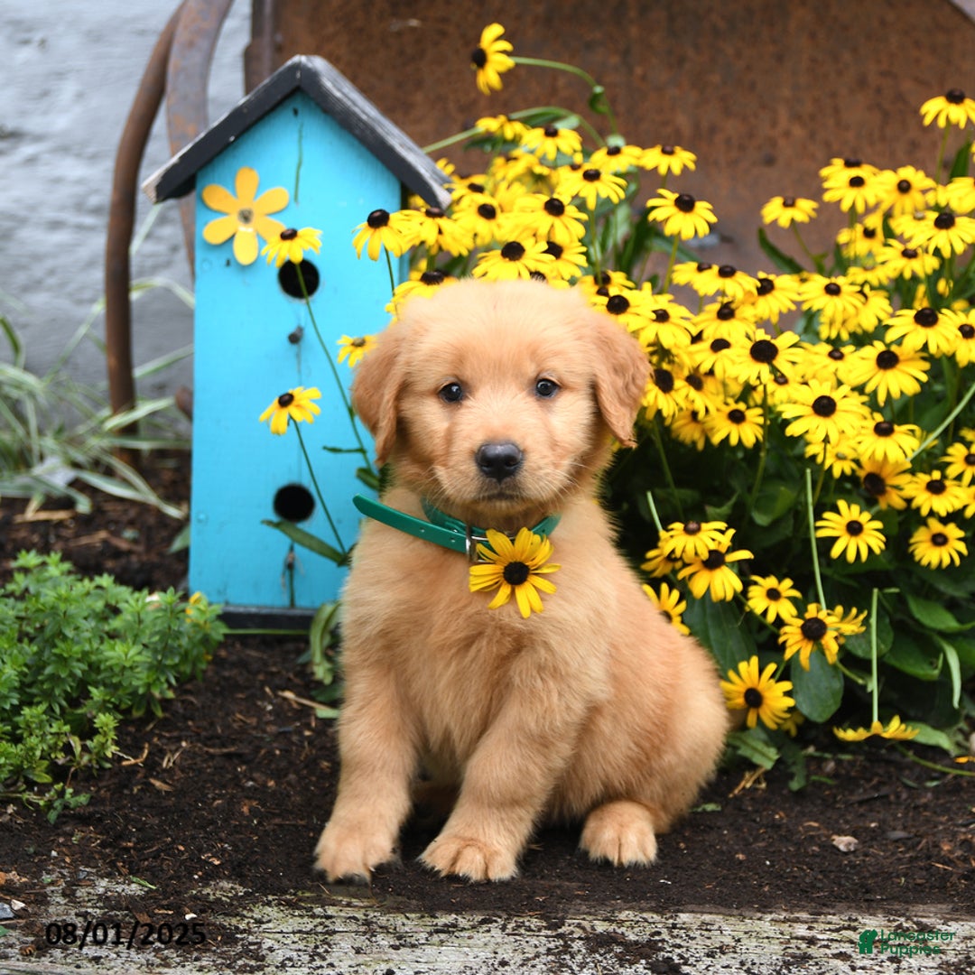 Golden Retriever dogs for sale: Finnegan - Image 2