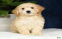Bichpoo dogs for sale: Kip - Image 1