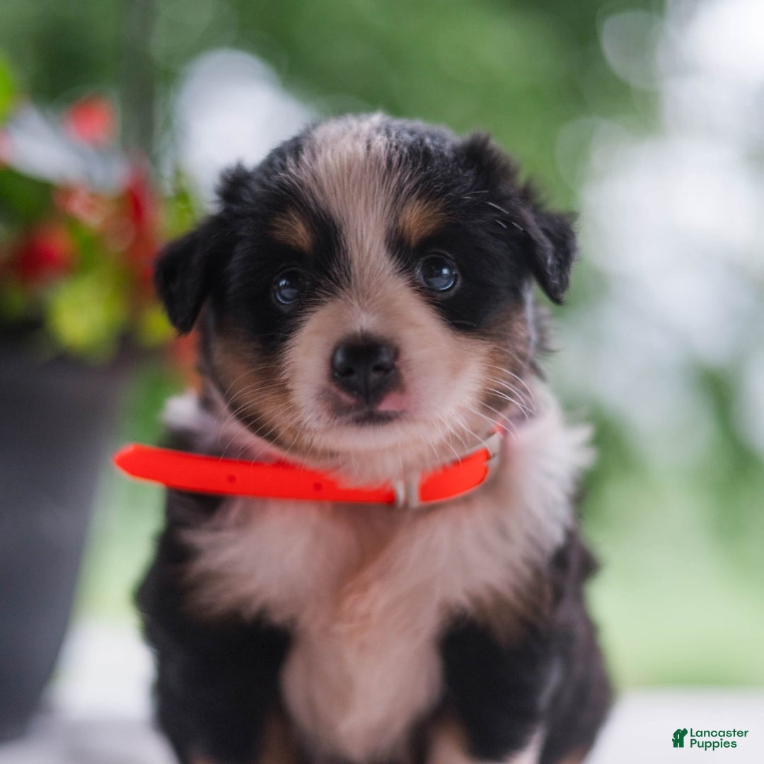 Miniature Australian Shepherd dogs for sale: Tammy - Image 5