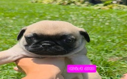Pug dogs for sale: Jade Girl 3 - Image 1