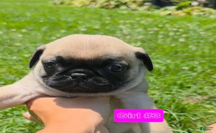 Pug dogs for sale - Ad 1