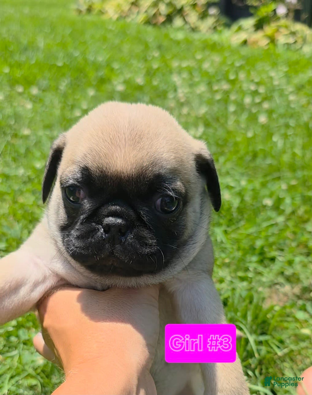 Pug dogs for sale: Jade Girl 3 - Image 1