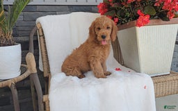 Goldendoodle dogs for sale: ABBEY - Image 2