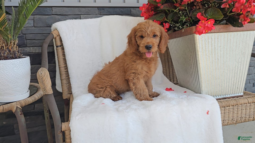 Goldendoodle dogs for sale: ABBEY - Image 2
