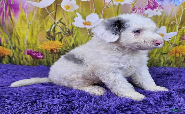  dogs for sale - Ad 4