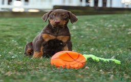 Doberman Pinscher dogs for sale: Daisy - Image 2