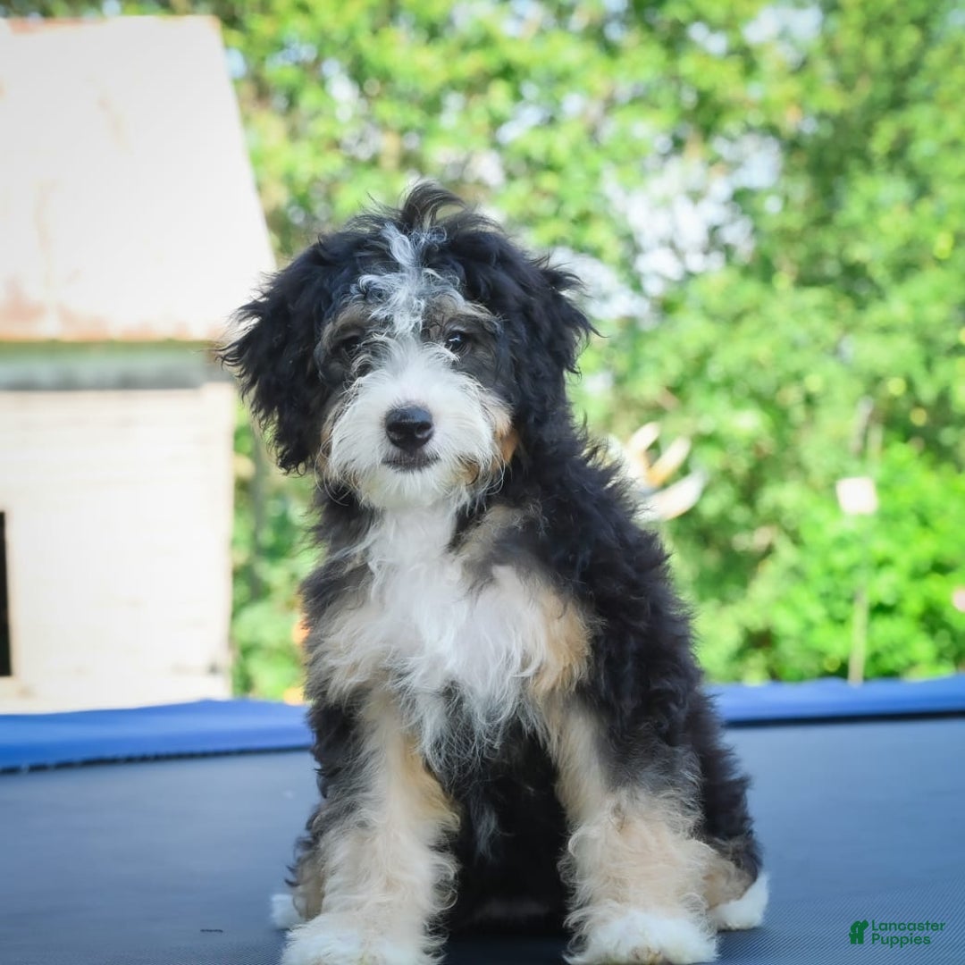Mini Bernedoodle dogs for sale: Missy - Image 6