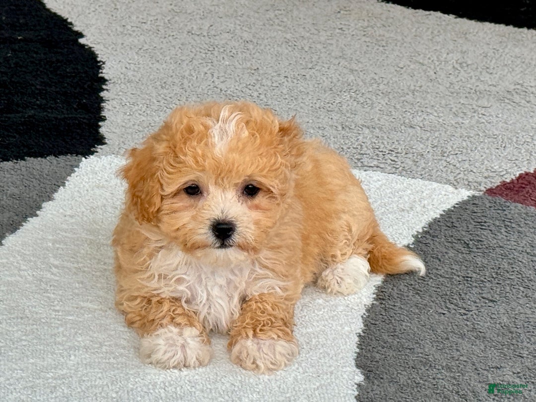 Coton De Tulear dogs for sale: Corrie - Image 6