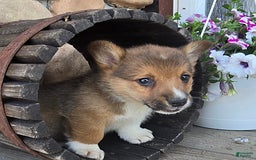 Welsh Corgi Pembroke dogs for sale: Bover - Image 4