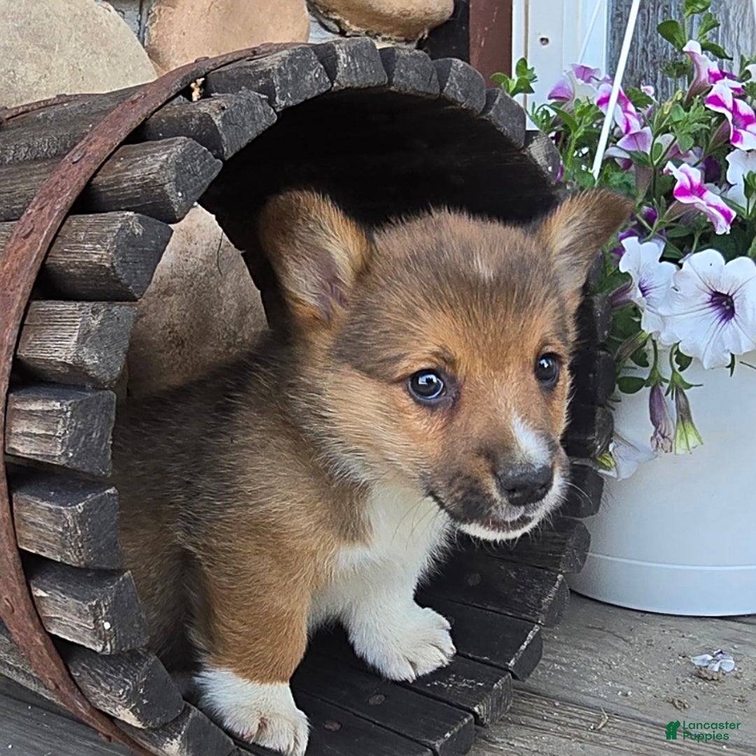 Welsh Corgi Pembroke dogs for sale: Bover - Image 4