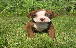 American Bulldog dogs for sale: Miss Honey - Image 19