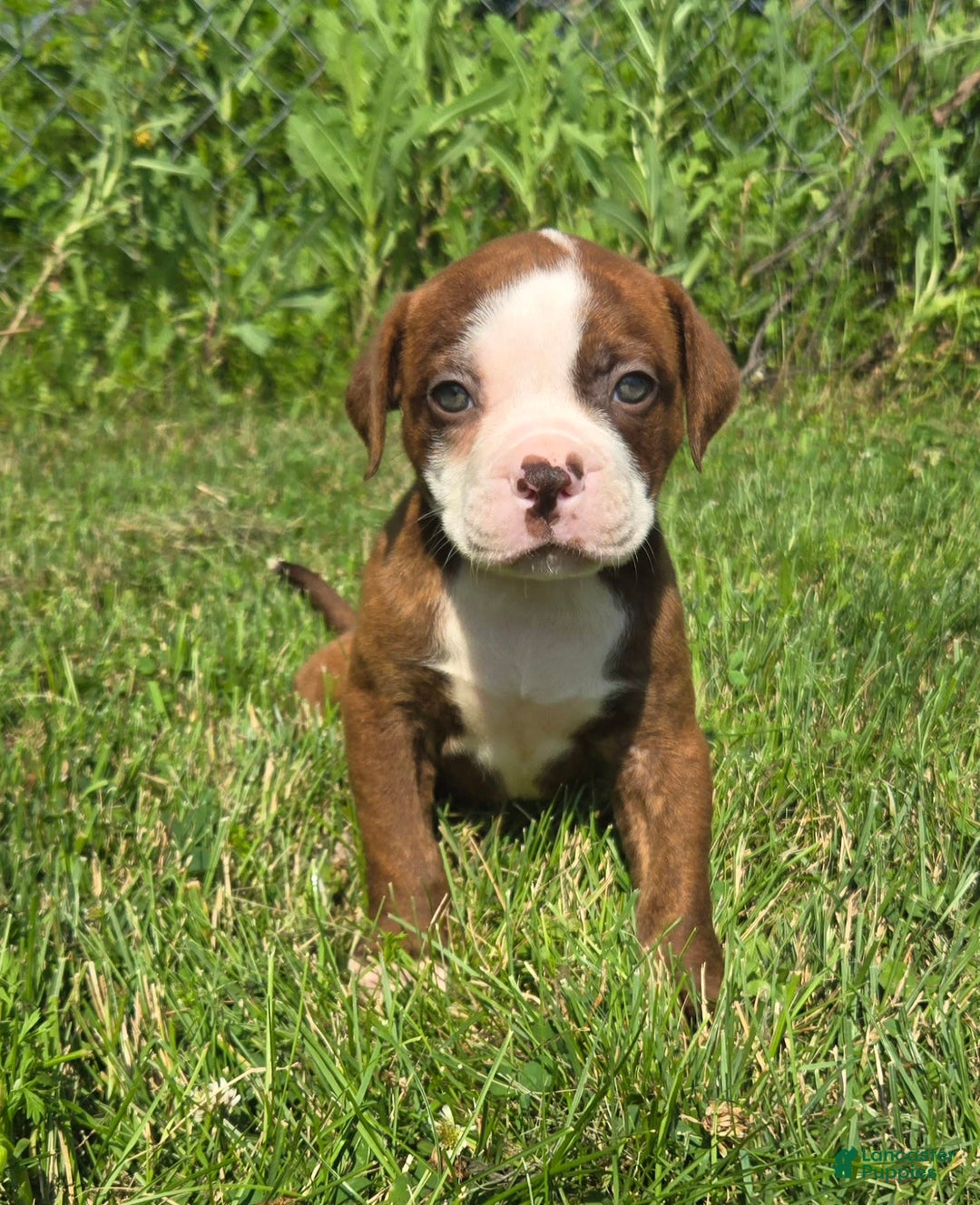 American Bulldog dogs for sale: Miss Honey - Image 19