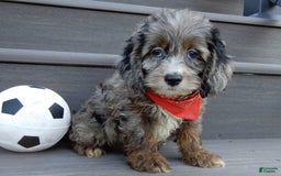 Cockapoo dogs for sale: Ollie - Image 6