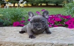 French Bulldog dogs for sale: Winton - Image 3