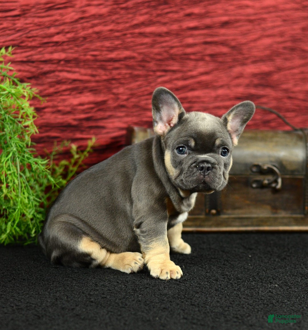 French Bulldog dogs for sale: French Bulldog 3 puppies - Image 7