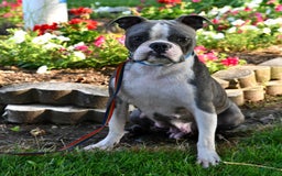 Frenchton dogs for sale: Ranger - Image 16