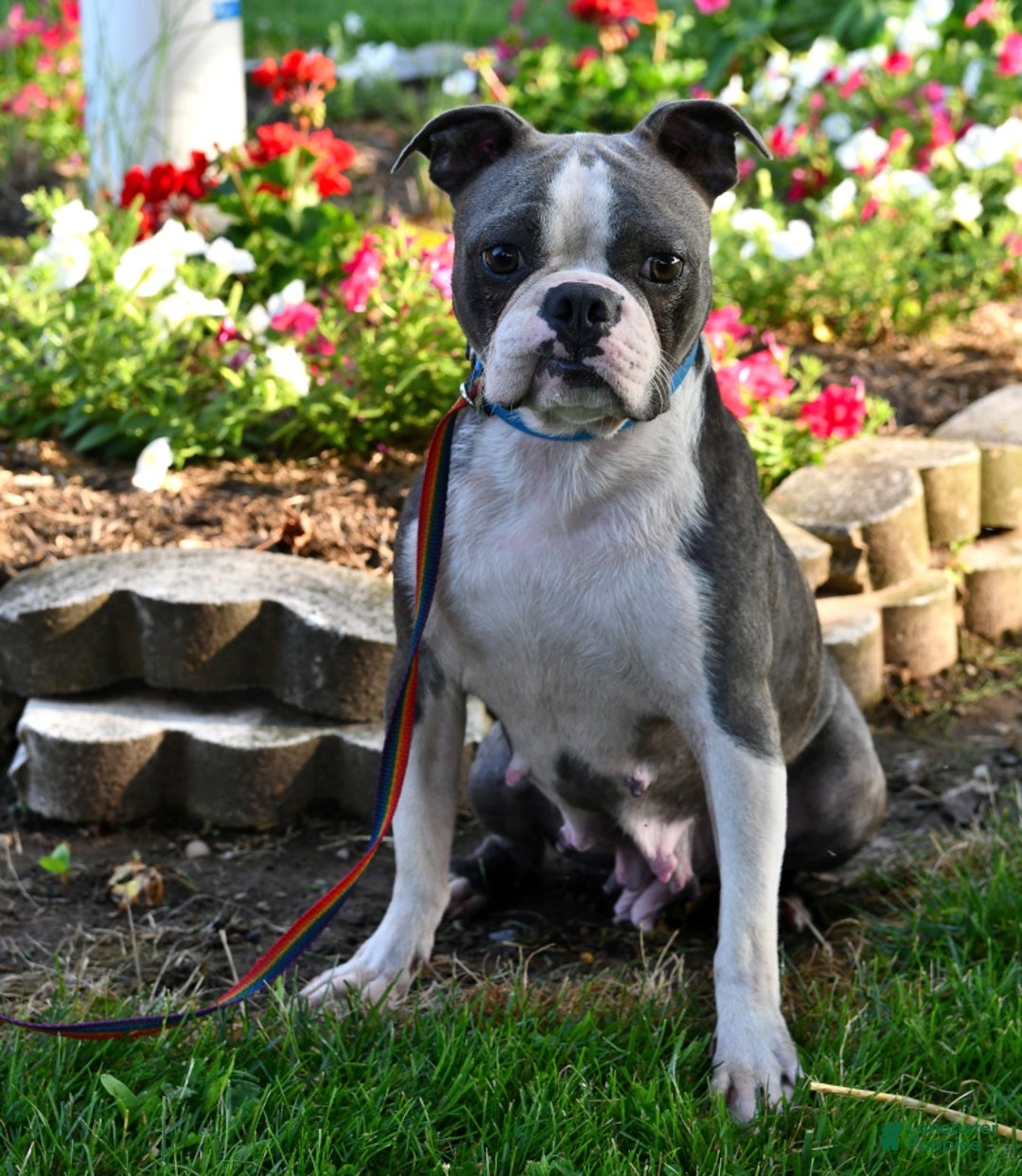Frenchton dogs for sale: Ranger - Image 16