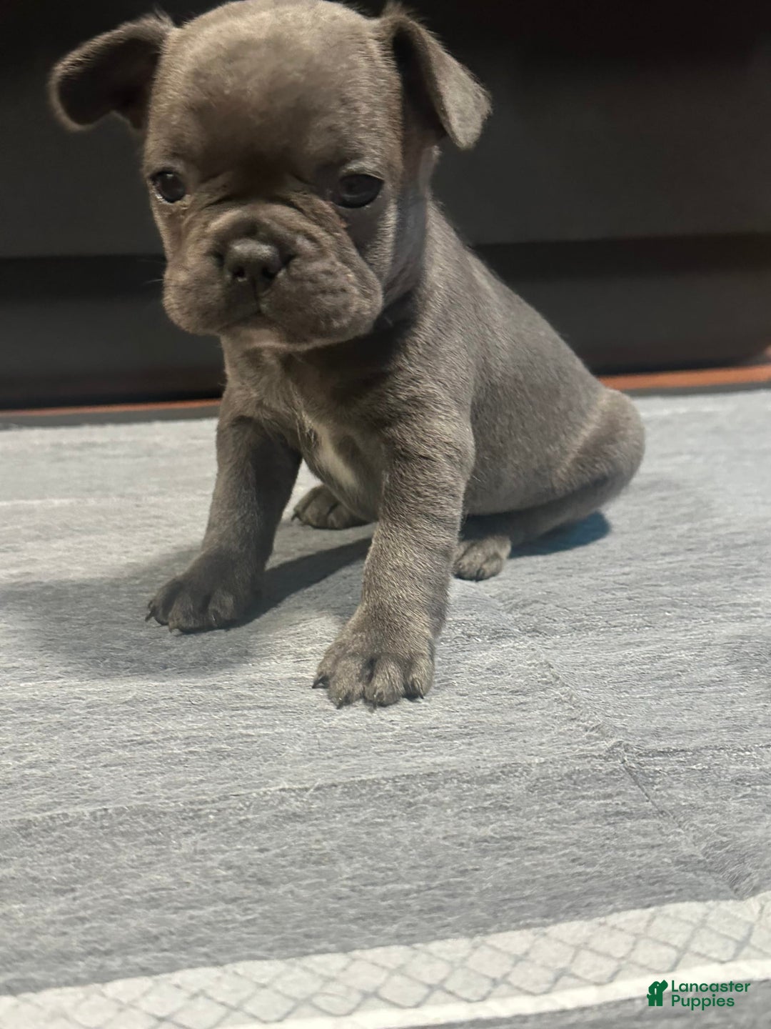 French Bulldog dogs for sale: Ginger - Image 4