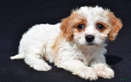 Cavachon dogs for sale: Blossom - Image 3