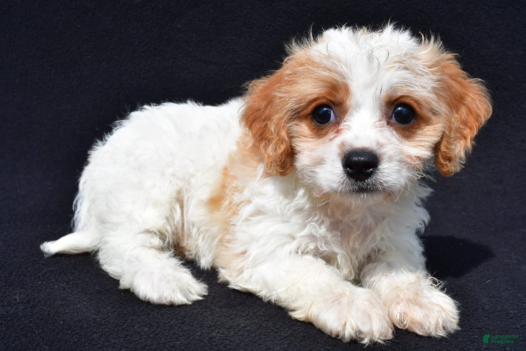Cavachon dogs for sale: Blossom - Image 3
