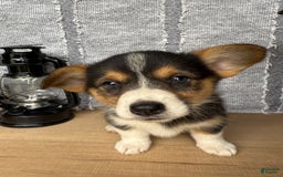 Welsh Corgi Pembroke dogs for sale: Clara - Image 10
