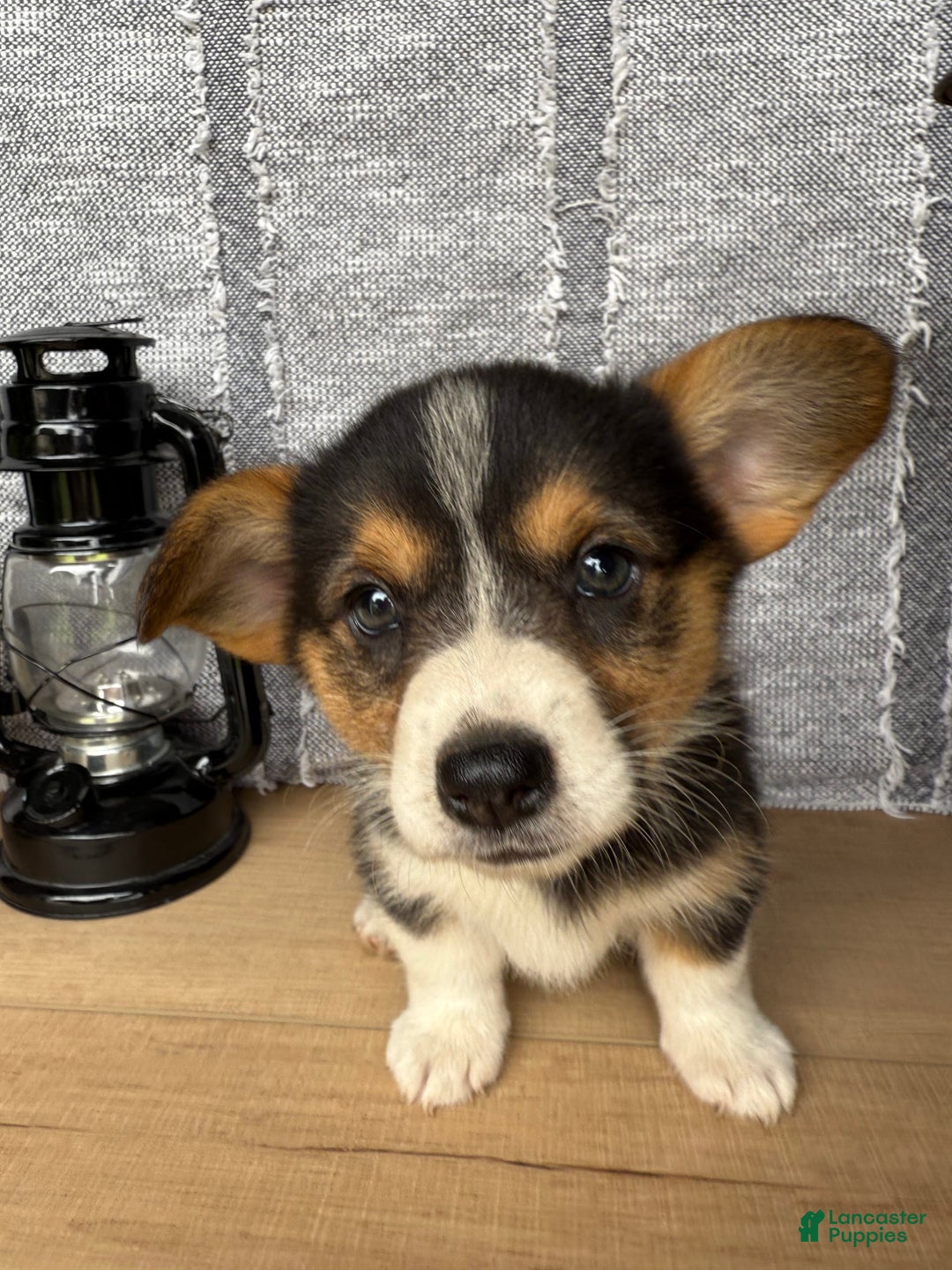 Welsh Corgi Pembroke dogs for sale: Clara - Image 10