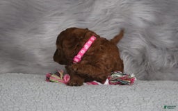 Mini Goldendoodle dogs for sale: Cinnamon - Image 21