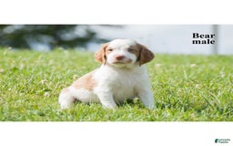 Brittany Spaniel dogs for sale: Bear - Image 2
