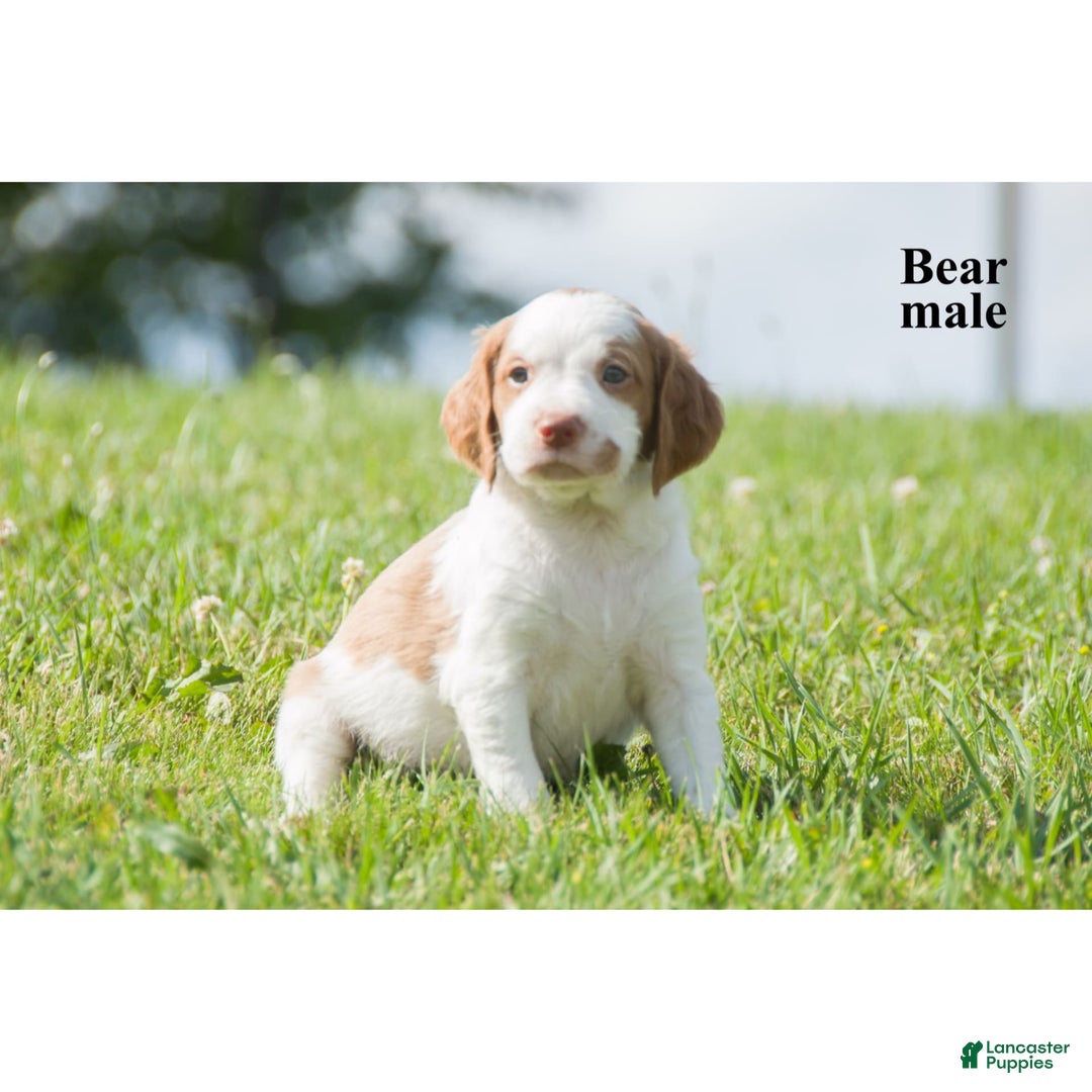 Brittany Spaniel dogs for sale: Bear - Image 2