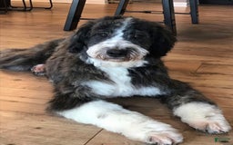 Aussiedoodle dogs for sale: Alder - Image 4