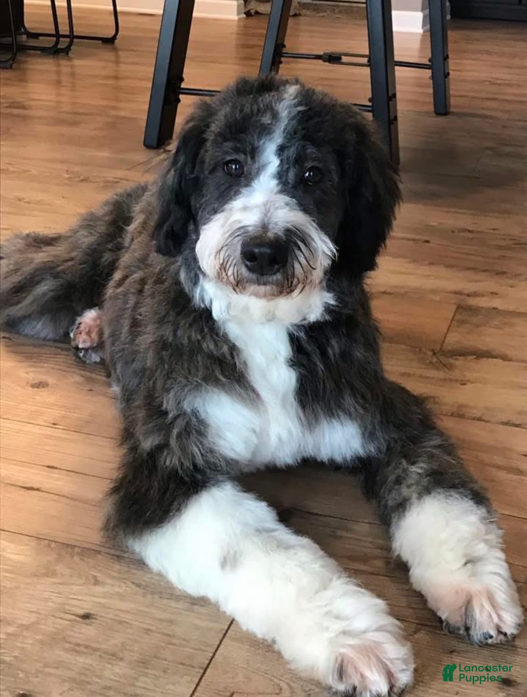 Aussiedoodle dogs for sale: Alder - Image 4