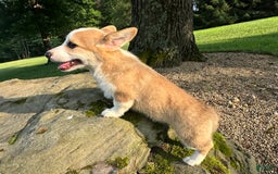 Welsh Corgi Pembroke dogs for sale: Molly - Image 3