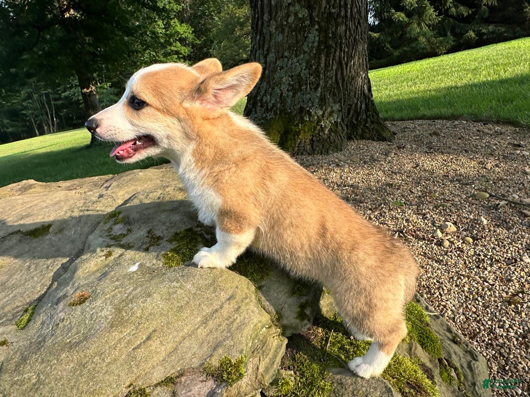 Welsh Corgi Pembroke dogs for sale: Molly - Image 3