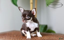 Chihuahua dogs for sale: Akc Tiny Celestia - Image 6