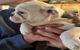English Bulldog dogs for stud: Jenny - Image 5