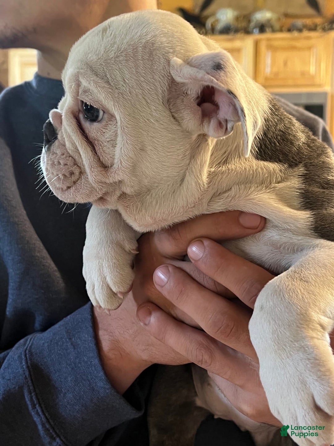 English Bulldog dogs for stud: Jenny - Image 5