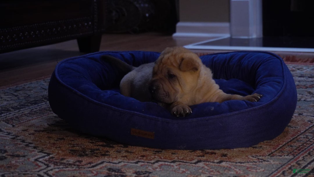 Shar Pei dogs for sale: Tank - Image 3