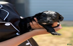Cockapoo dogs for sale: Sage - Image 4