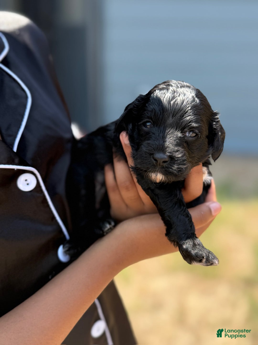 Cockapoo dogs for sale: Sage - Image 4