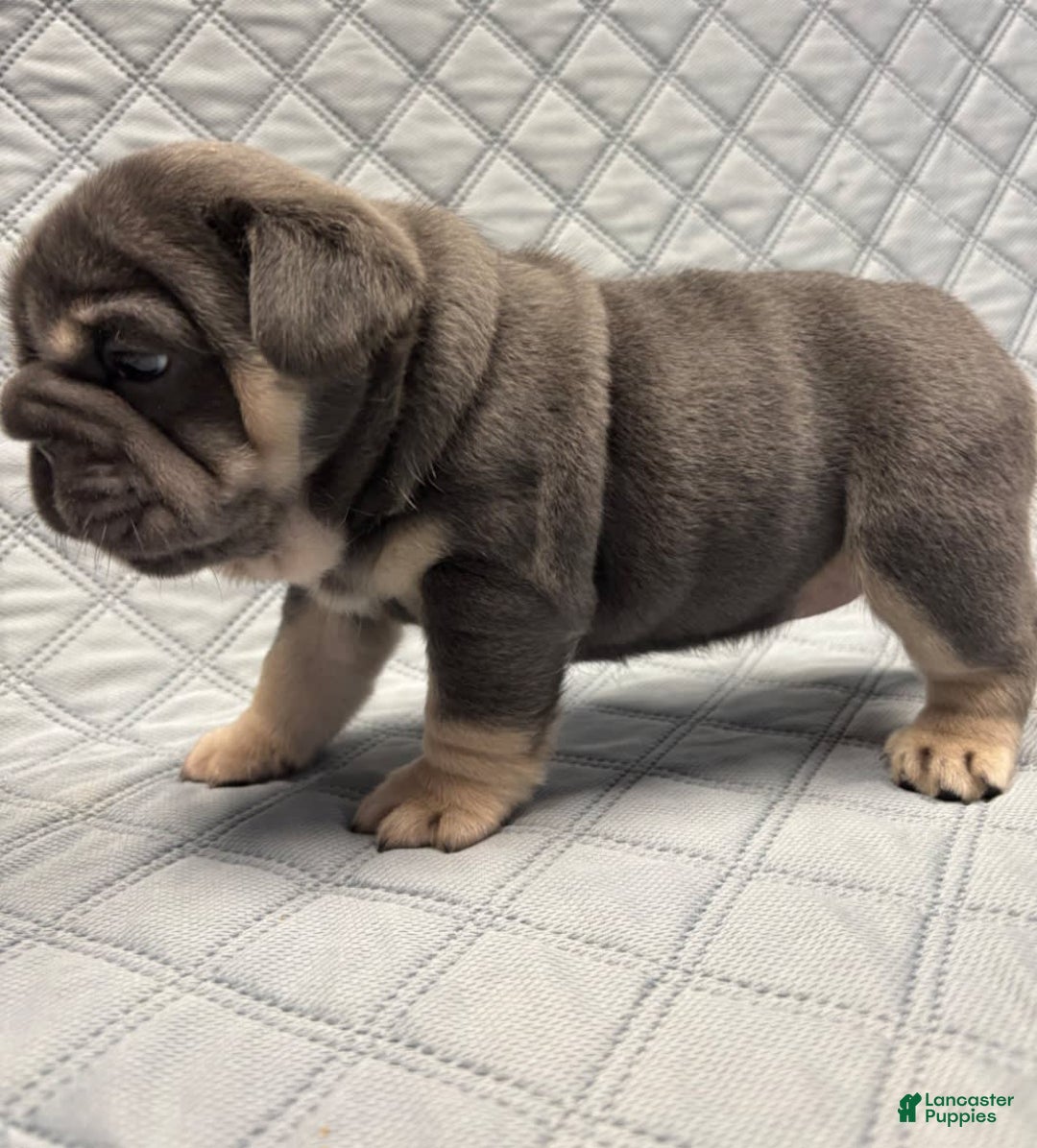 French Bulldog dogs for sale: Kwollie - Image 3